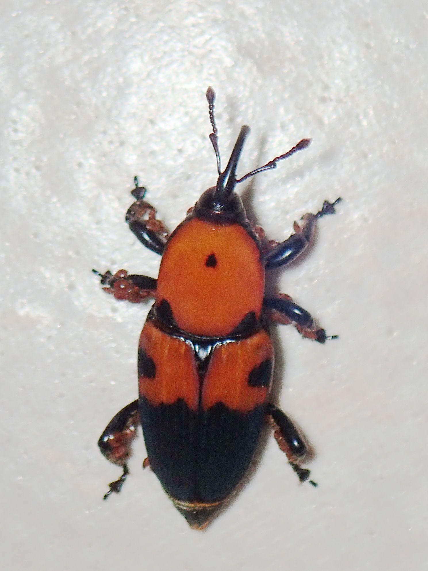 Metamasius dimidiatipennis