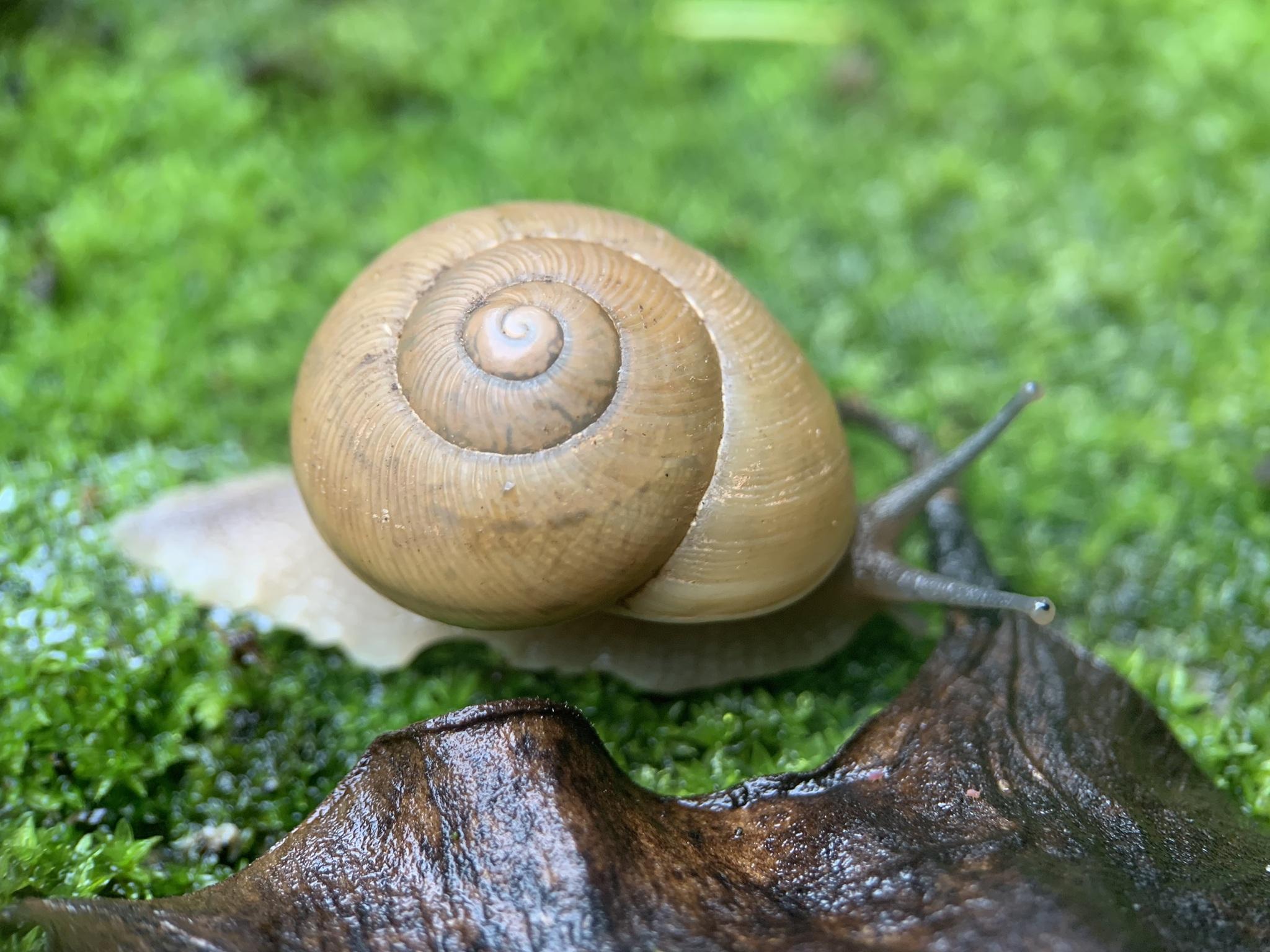 Zachrysia auricoma