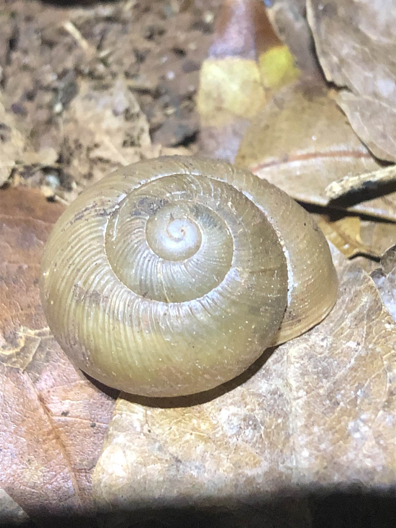 Zachrysia auricoma