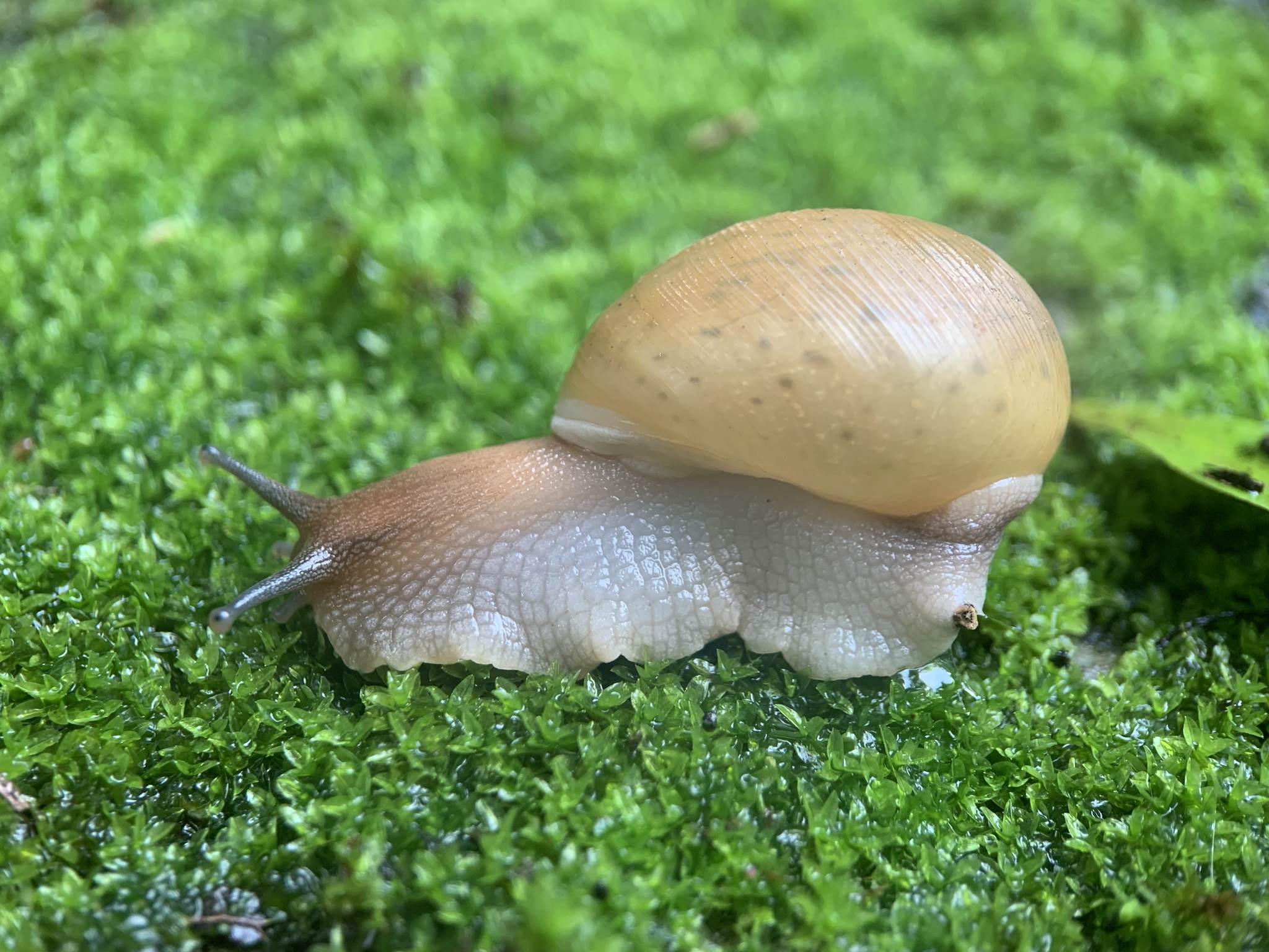 Zachrysia auricoma