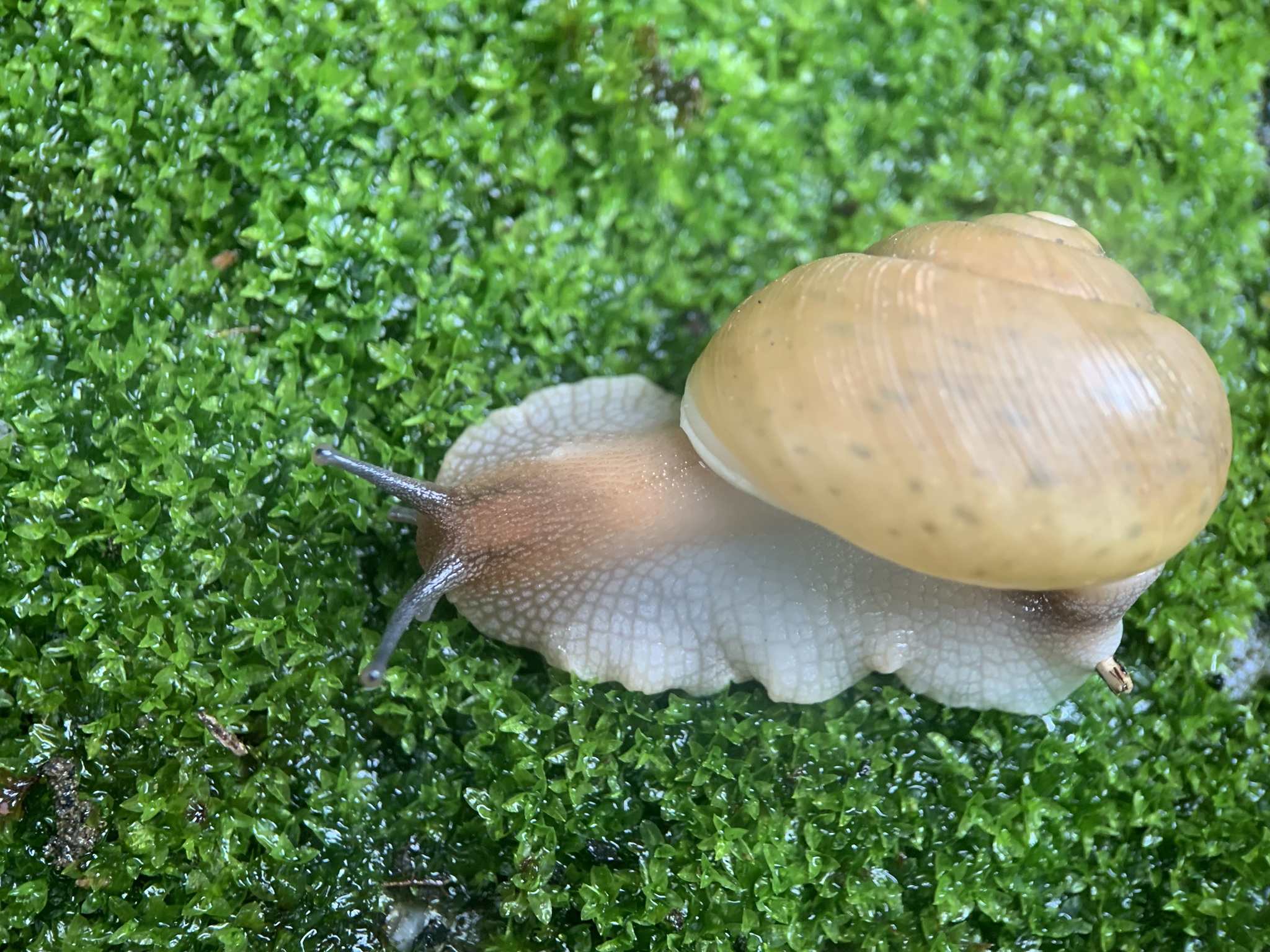 Zachrysia auricoma