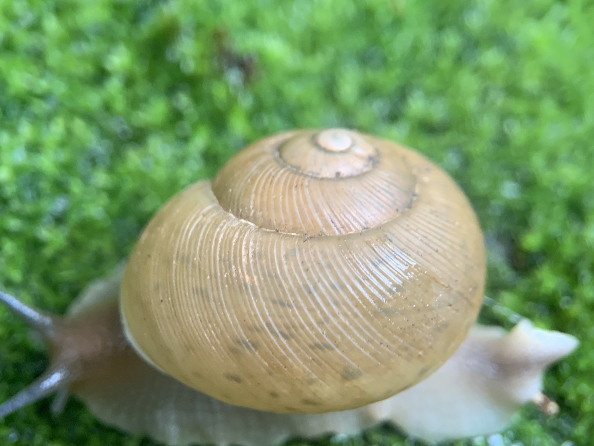 Zachrysia auricoma