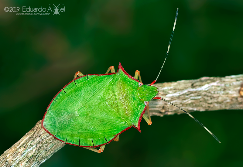Chlorocoris