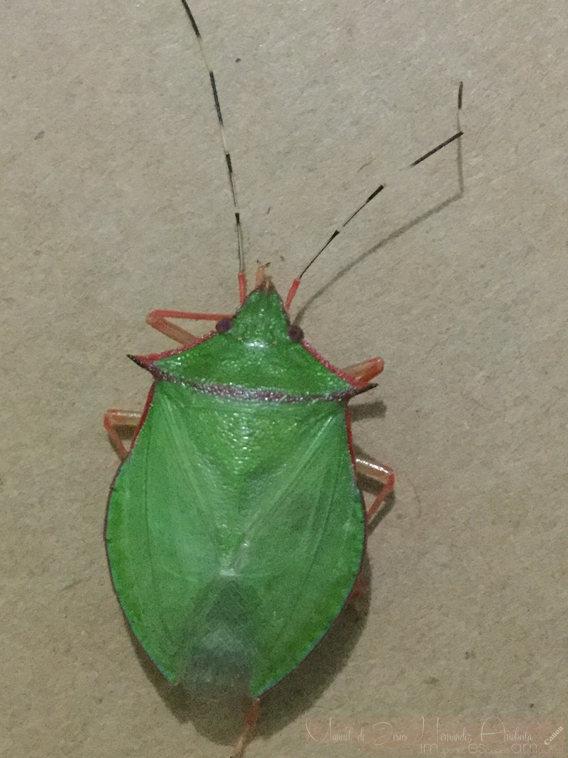 Chlorocoris