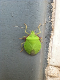 Chlorocoris