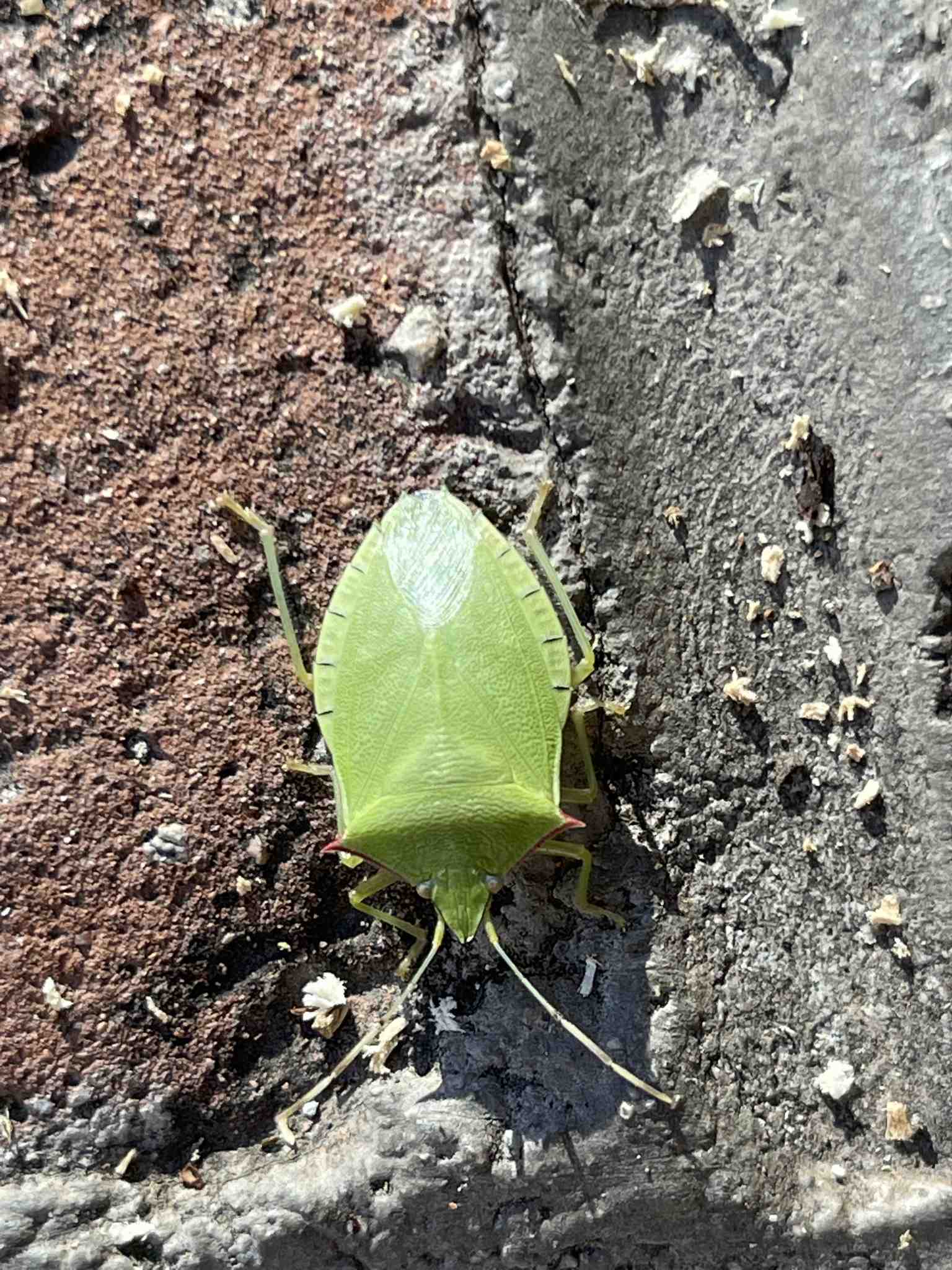 Chlorocoris