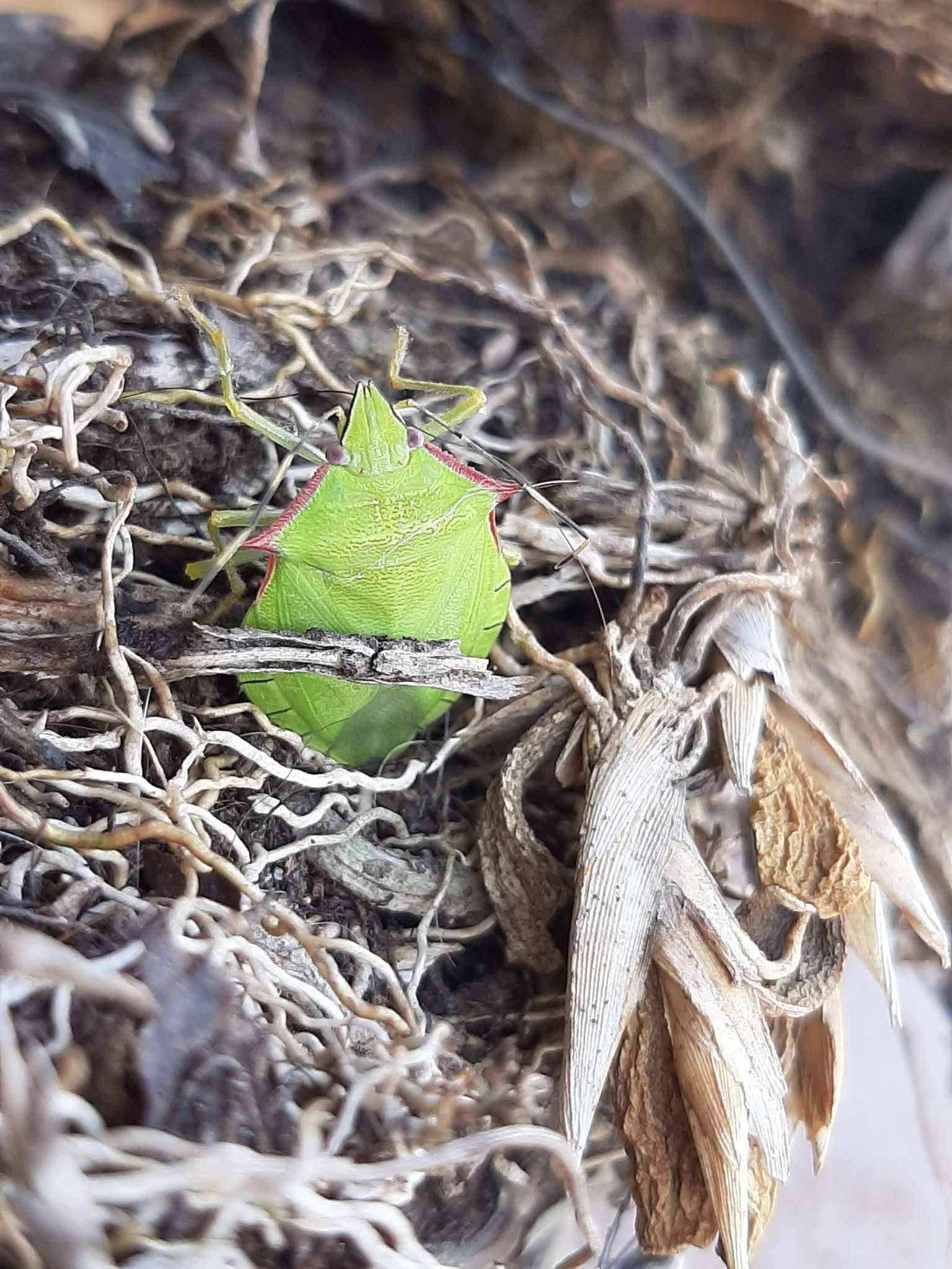 Chlorocoris