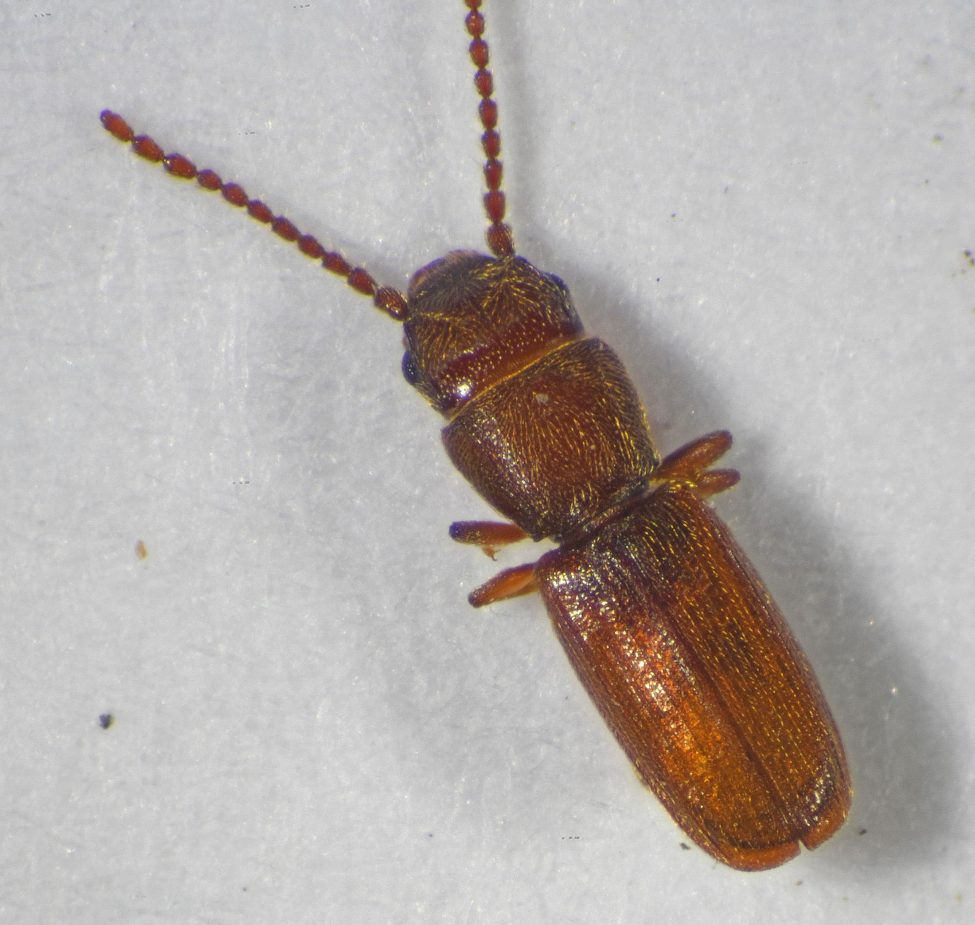 Cryptolestes pusillus