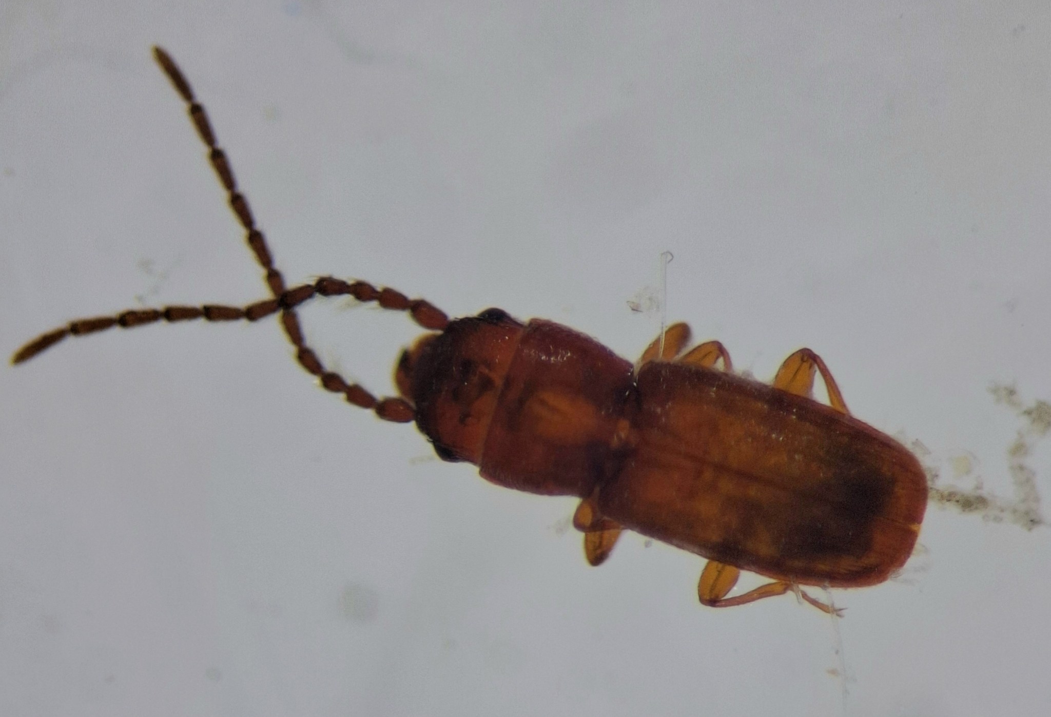 Cryptolestes pusillus