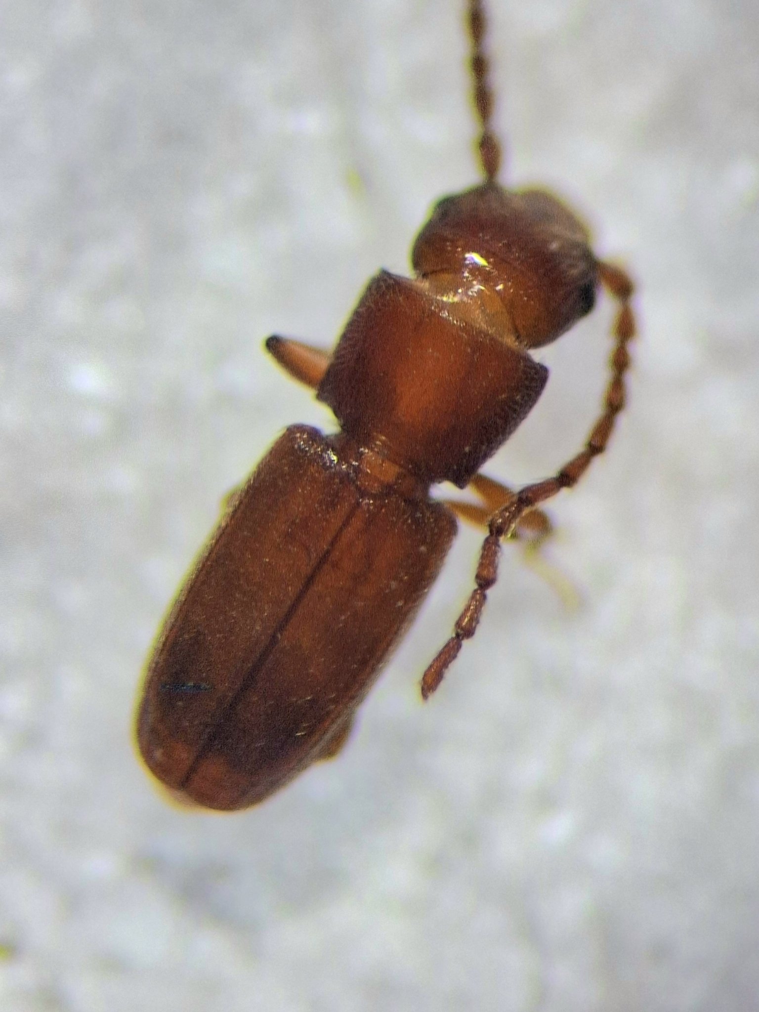 Cryptolestes pusillus