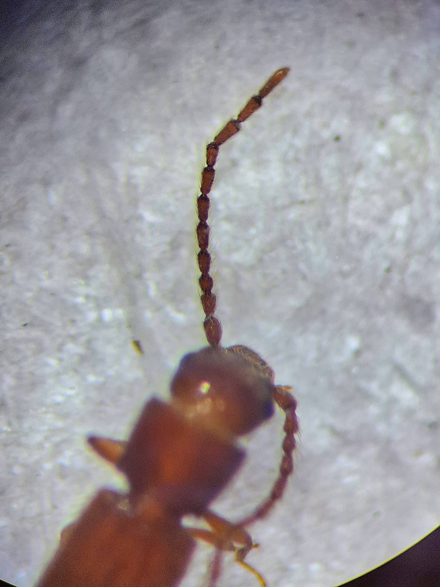 Cryptolestes pusillus