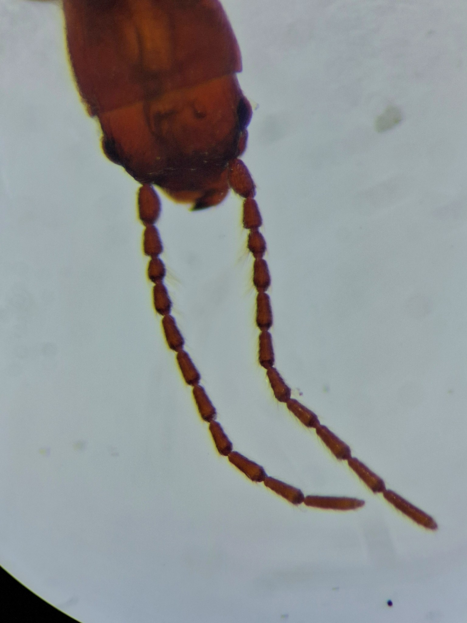 Cryptolestes pusillus