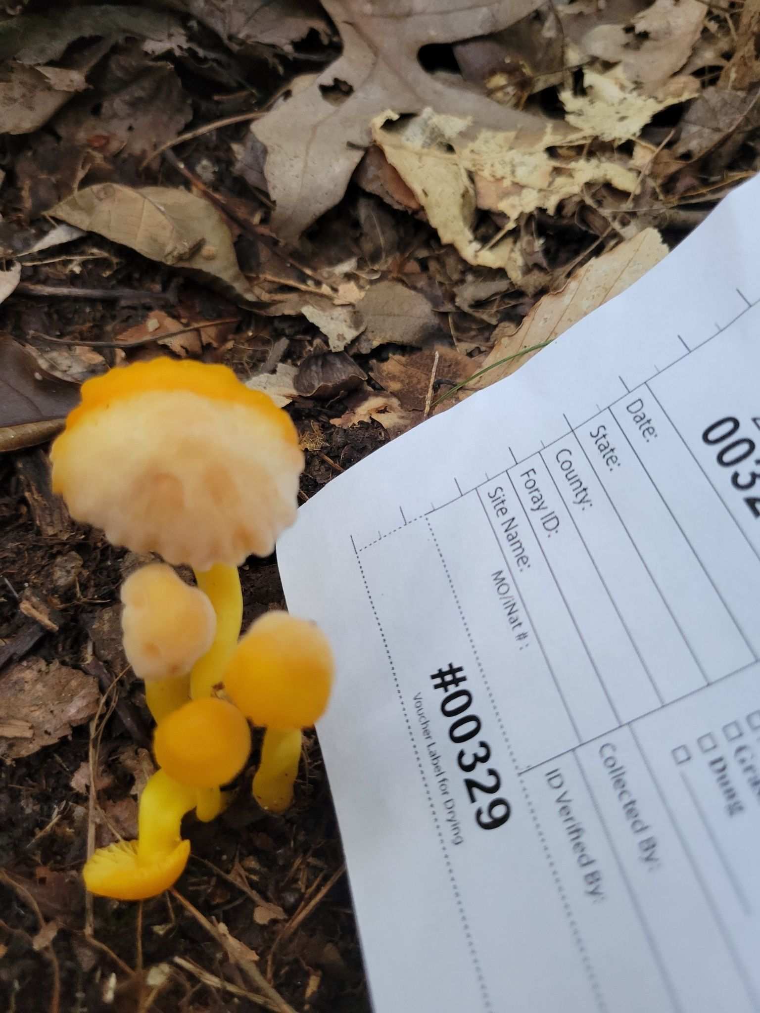 Fusarium sporotrichioides