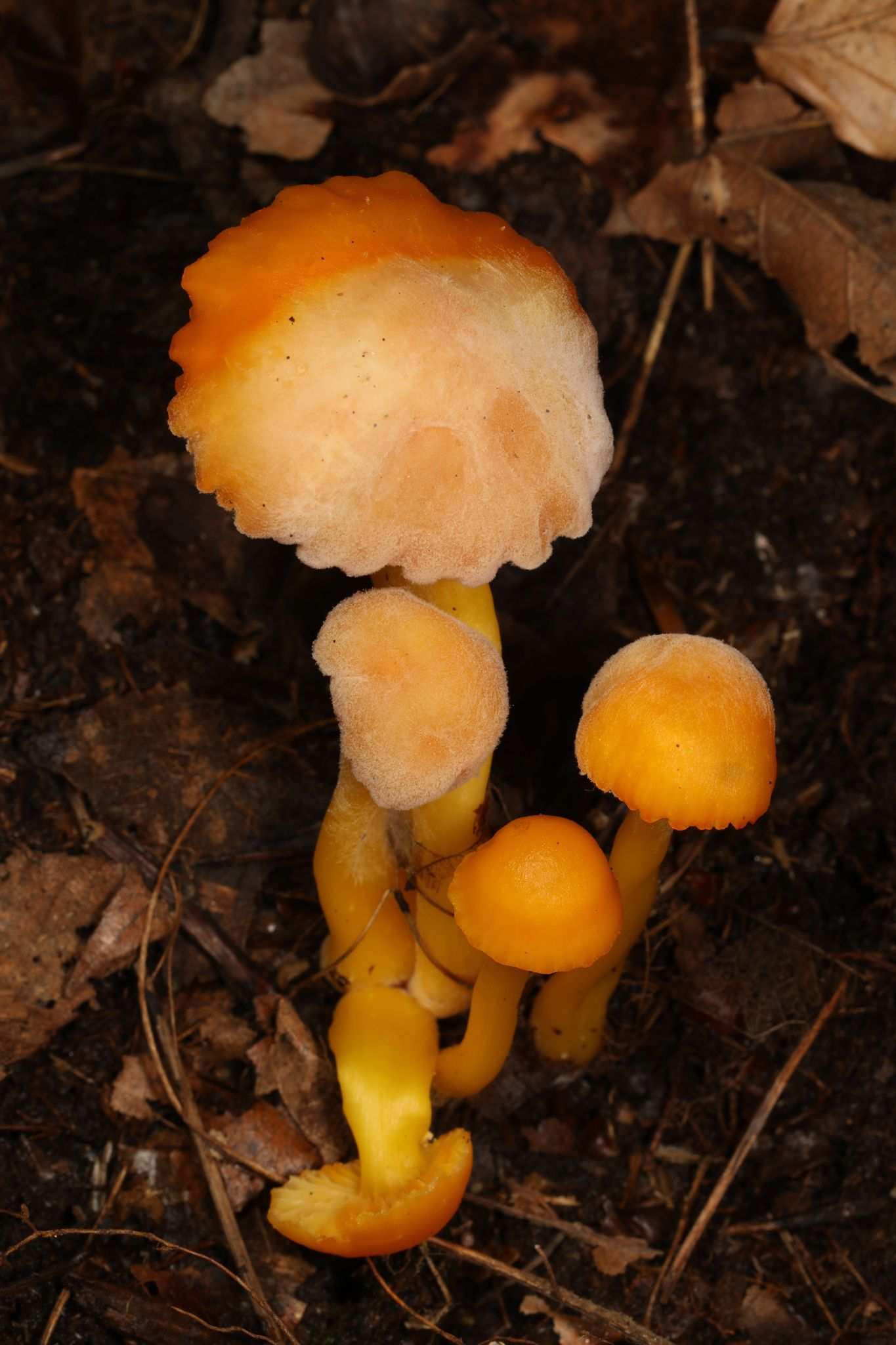 Fusarium sporotrichioides