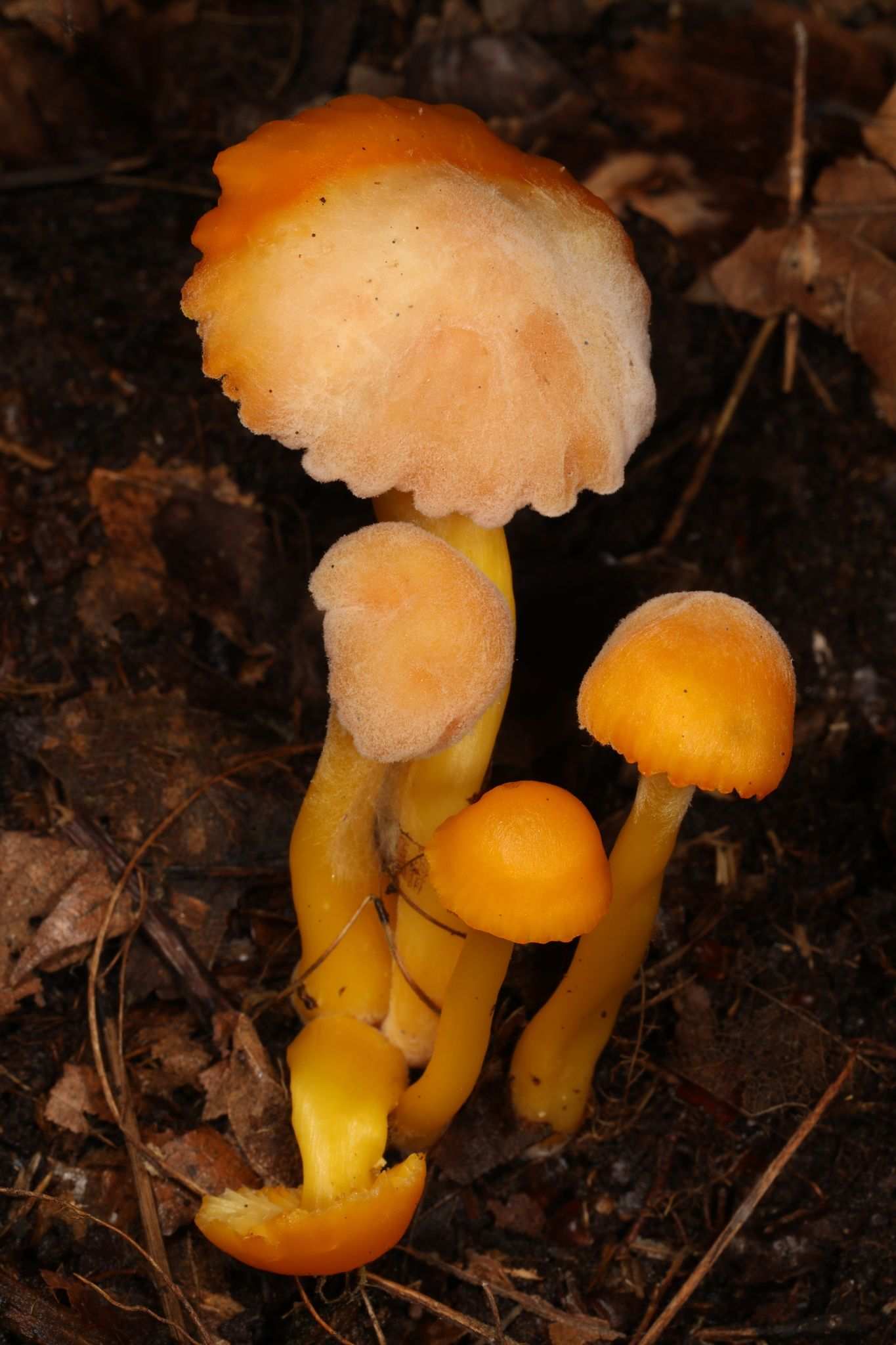 Fusarium sporotrichioides