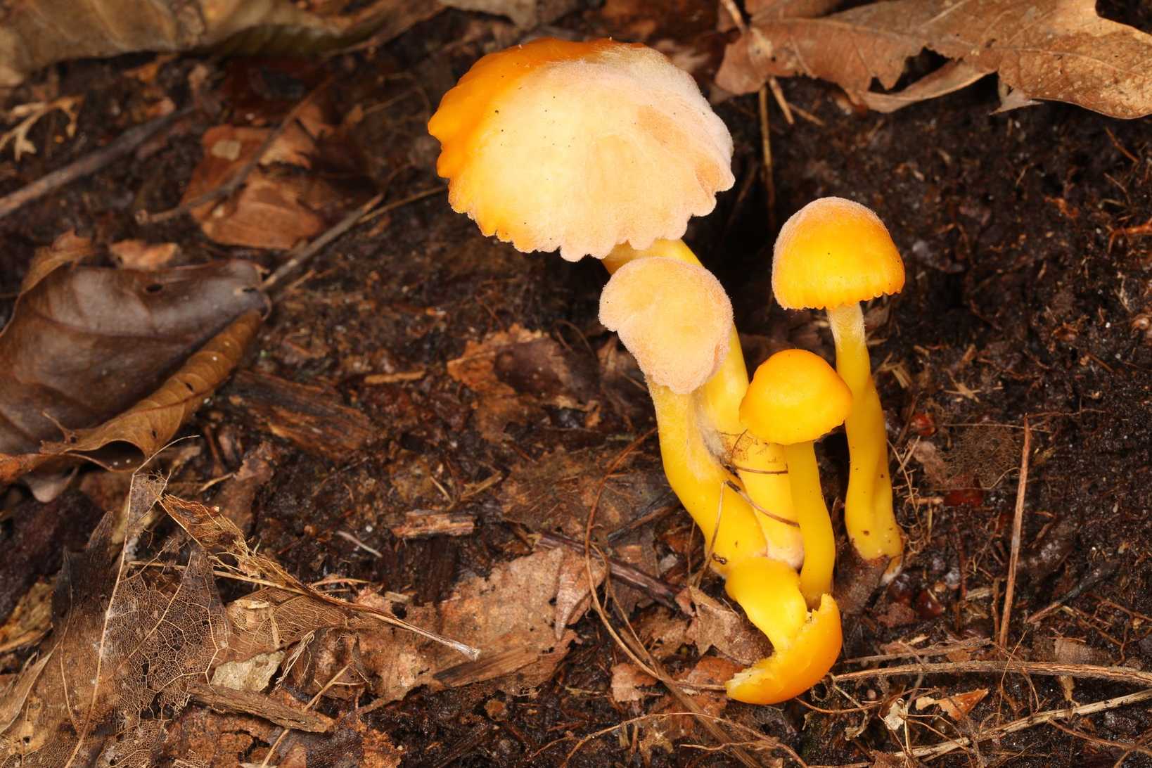 Fusarium sporotrichioides