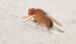 Drosophila simulans