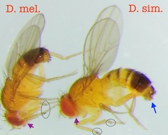 Drosophila simulans