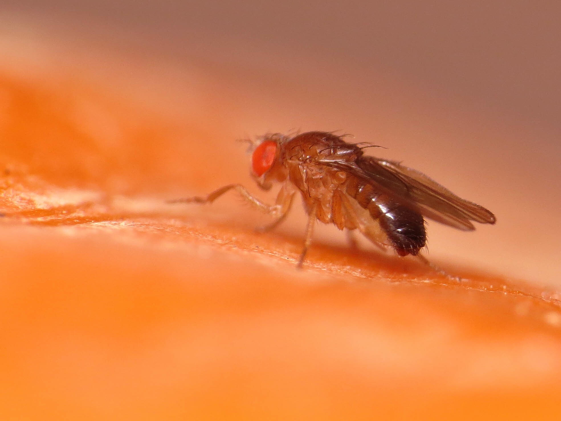 Drosophila simulans