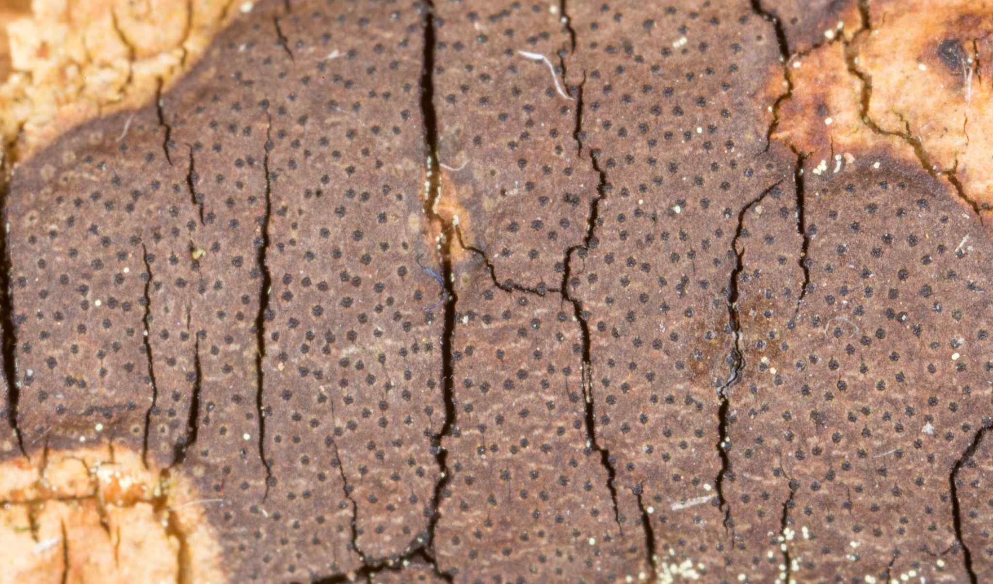 Libertella