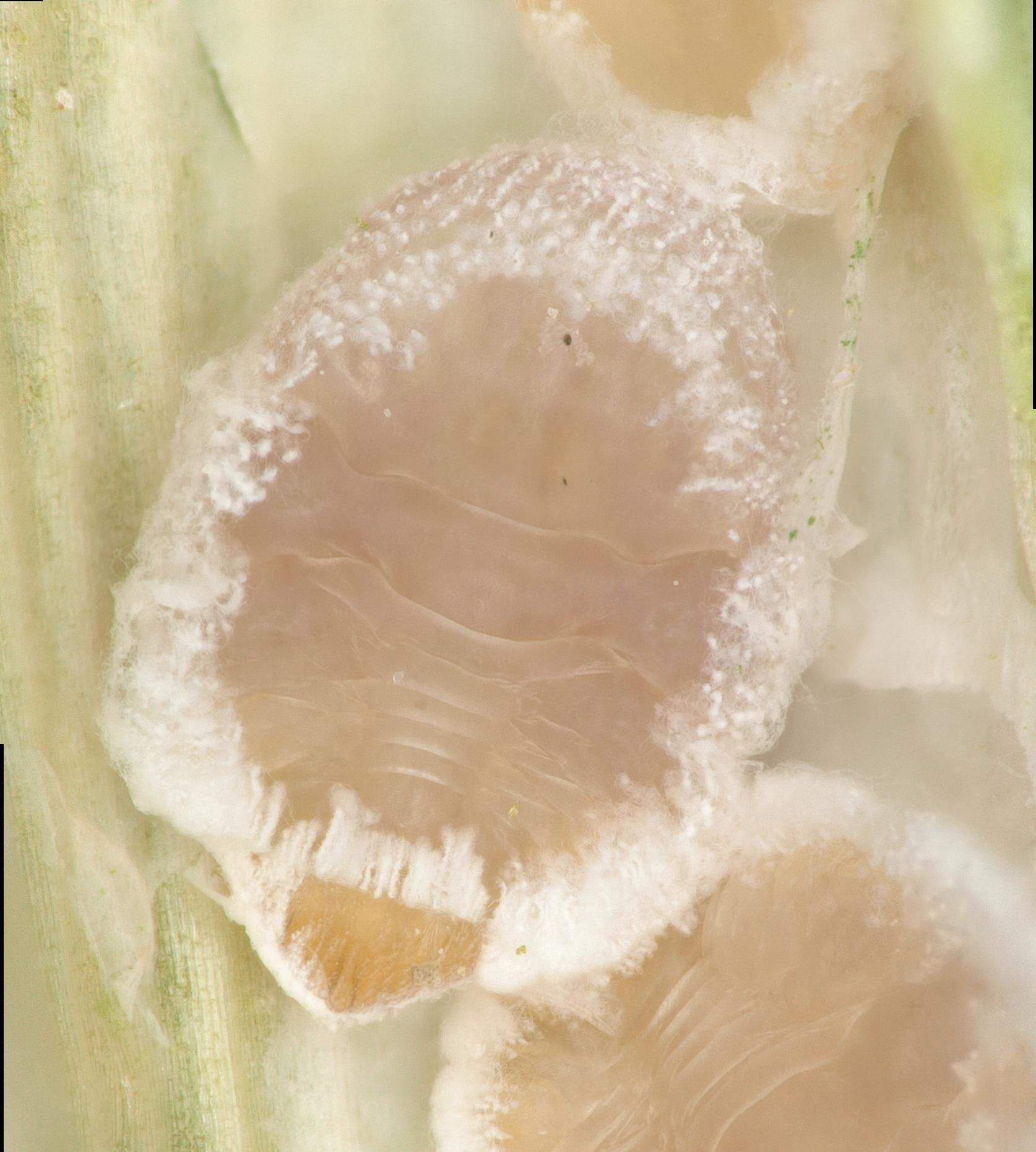 Odonaspis siamensis