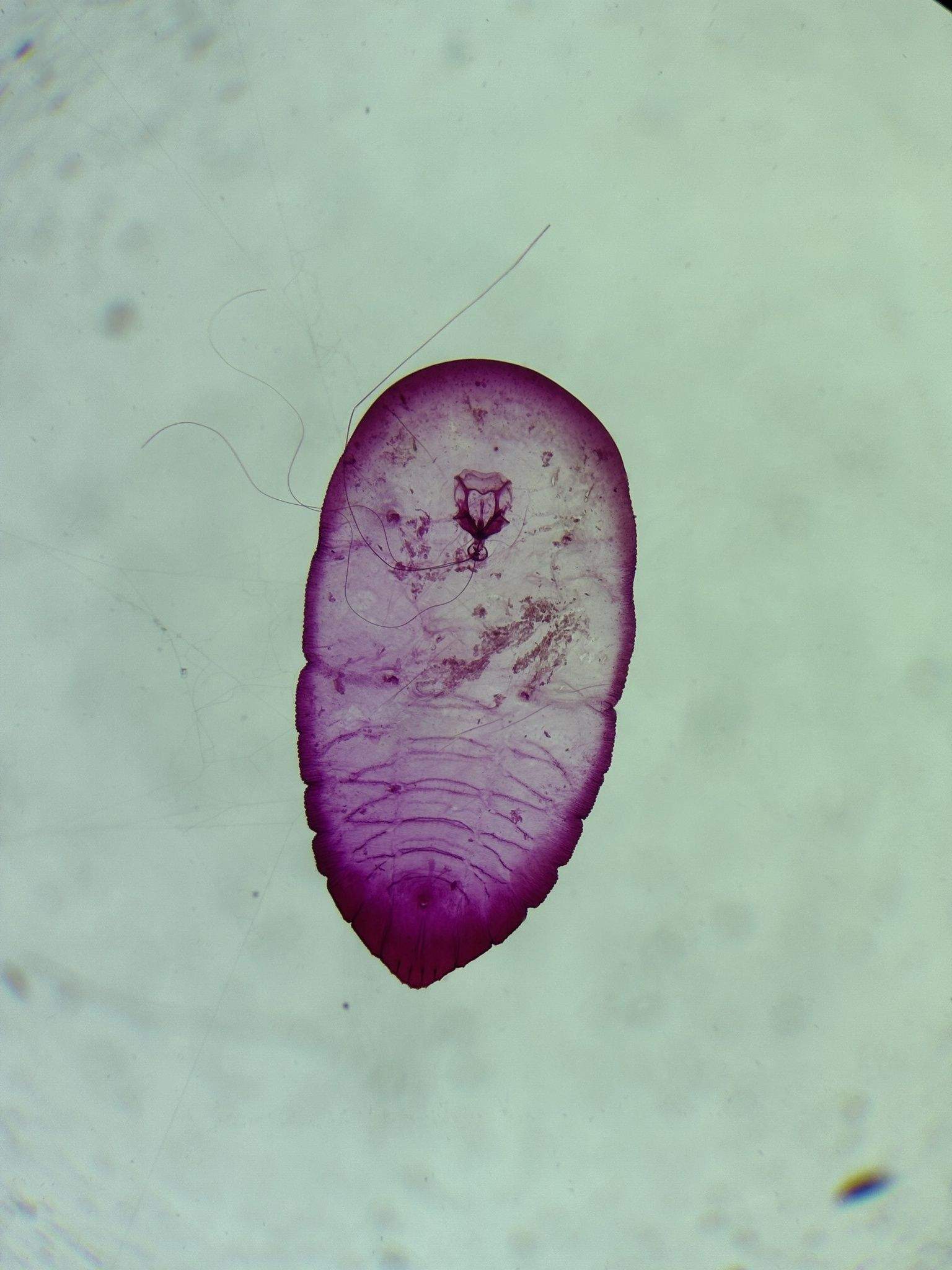 Odonaspis siamensis