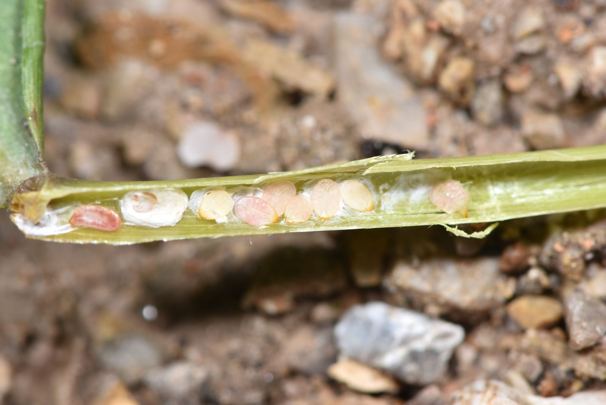 Odonaspis siamensis