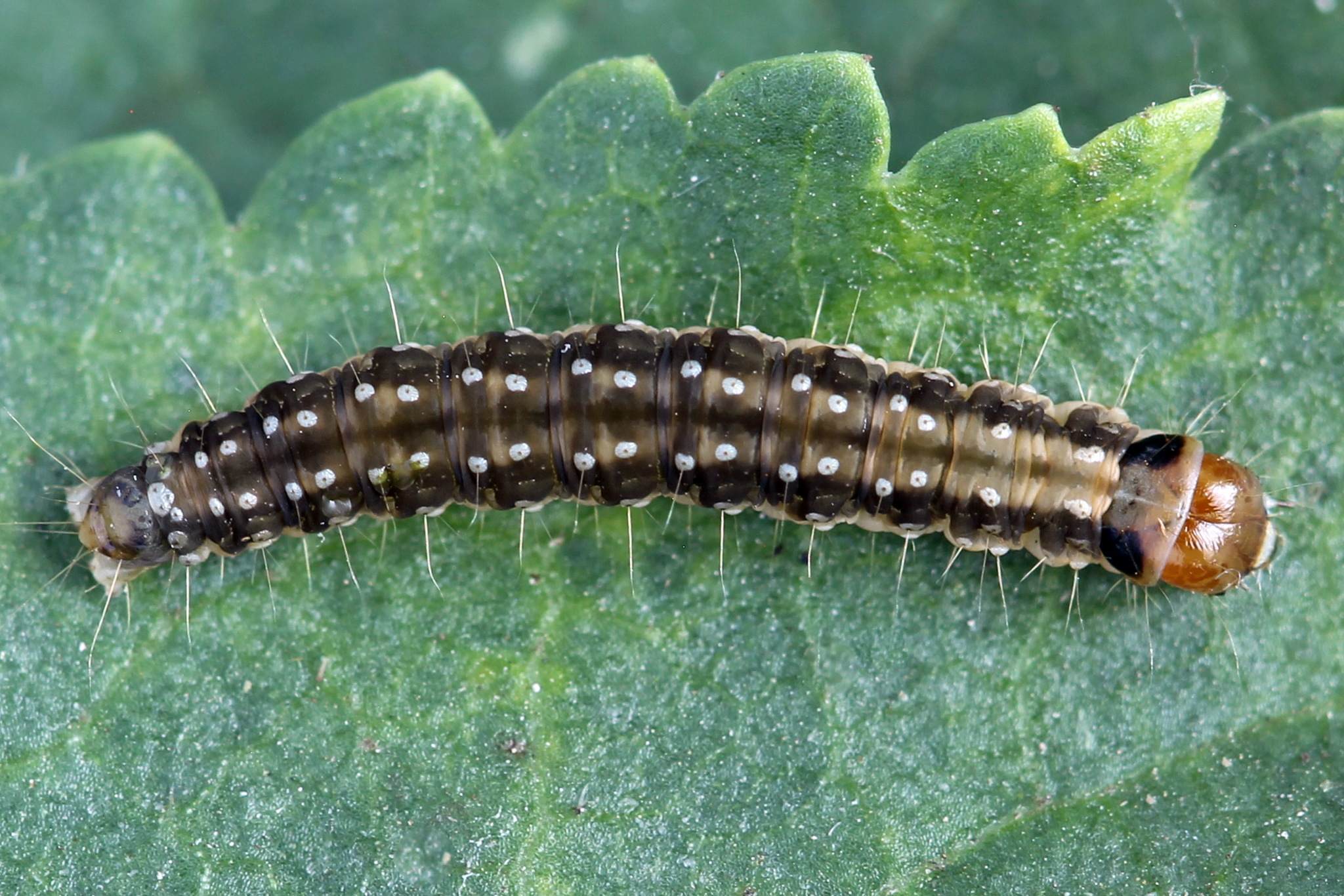 Syndemis musculana