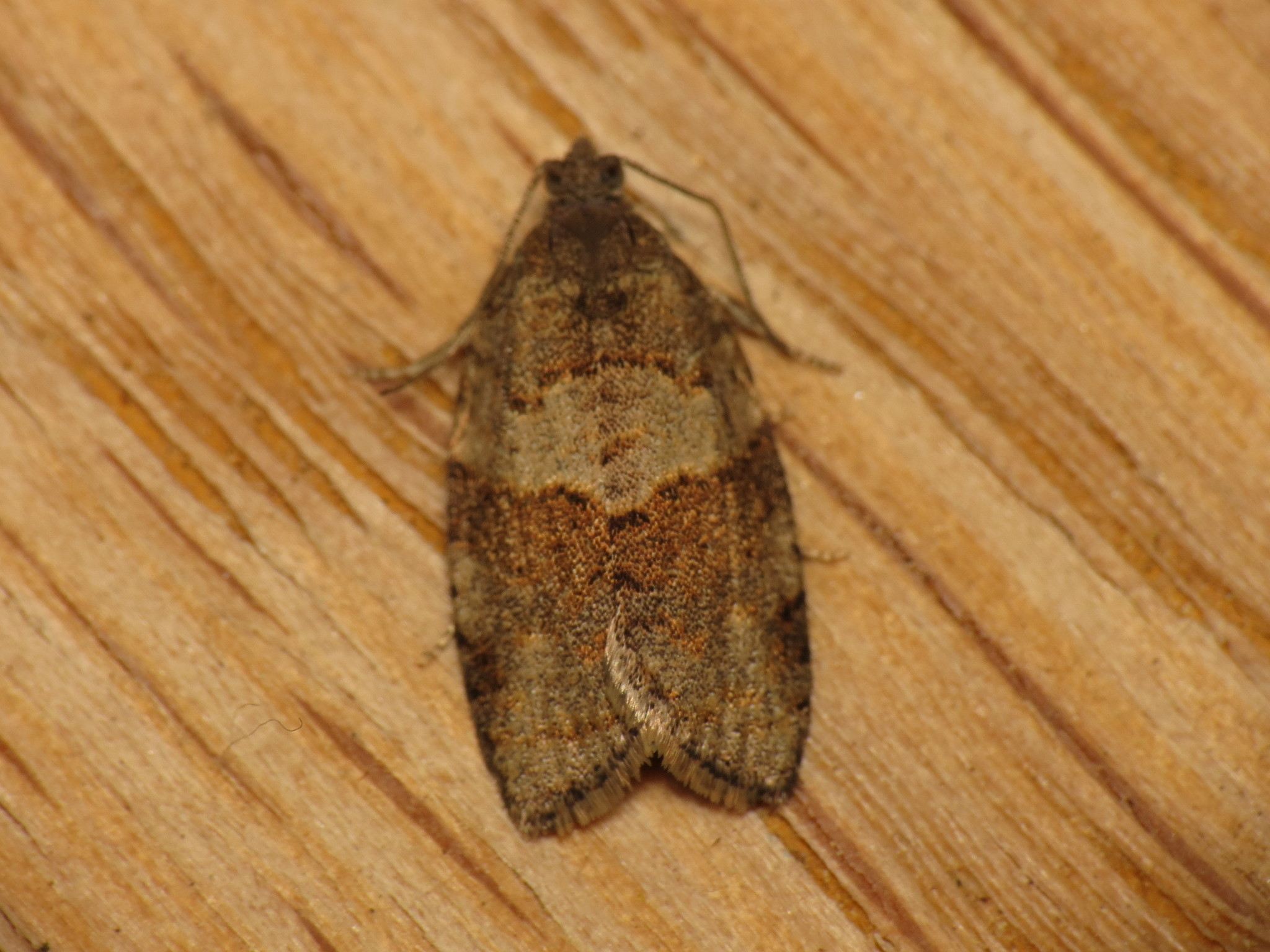 Syndemis musculana