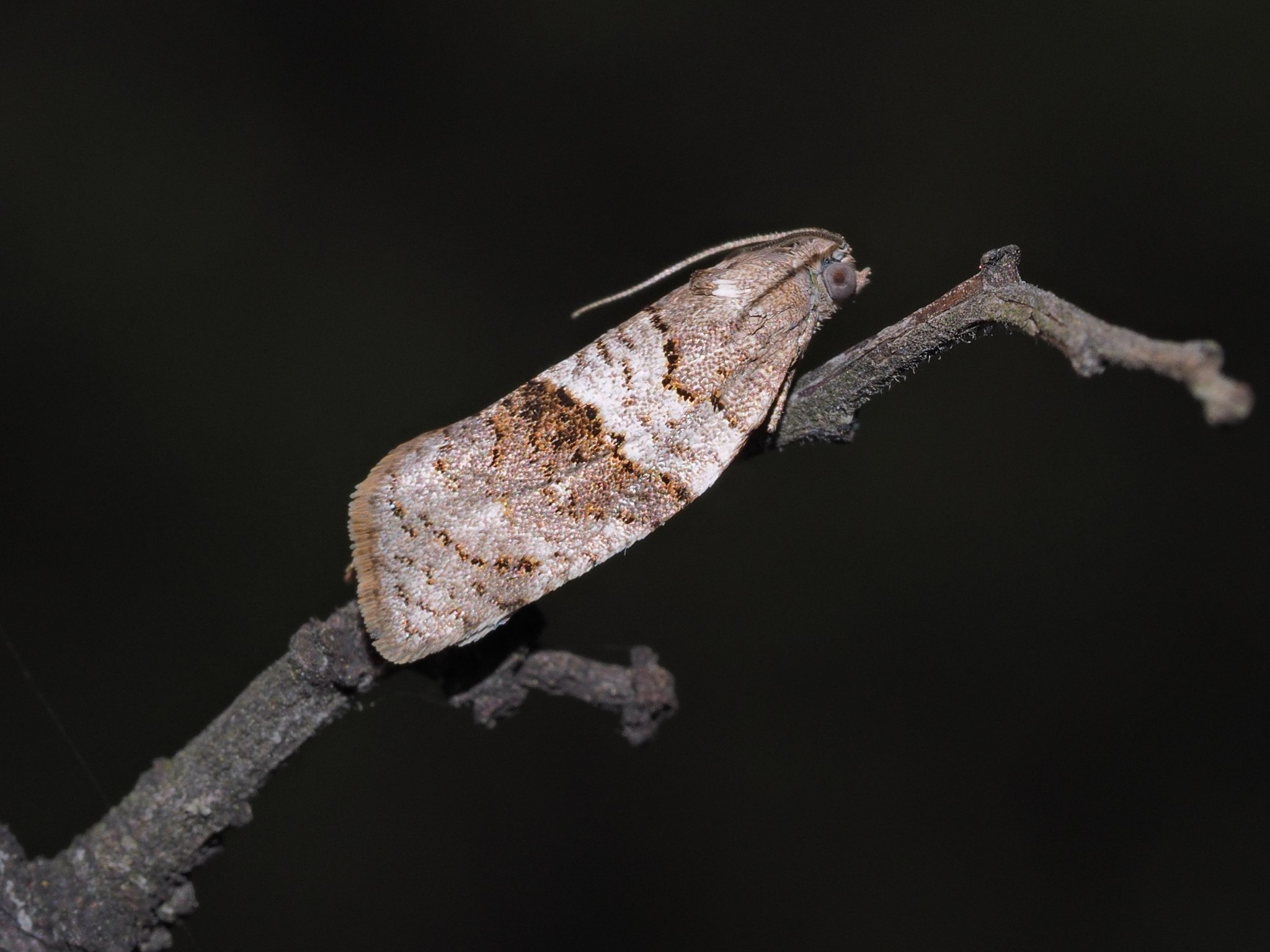 Syndemis musculana