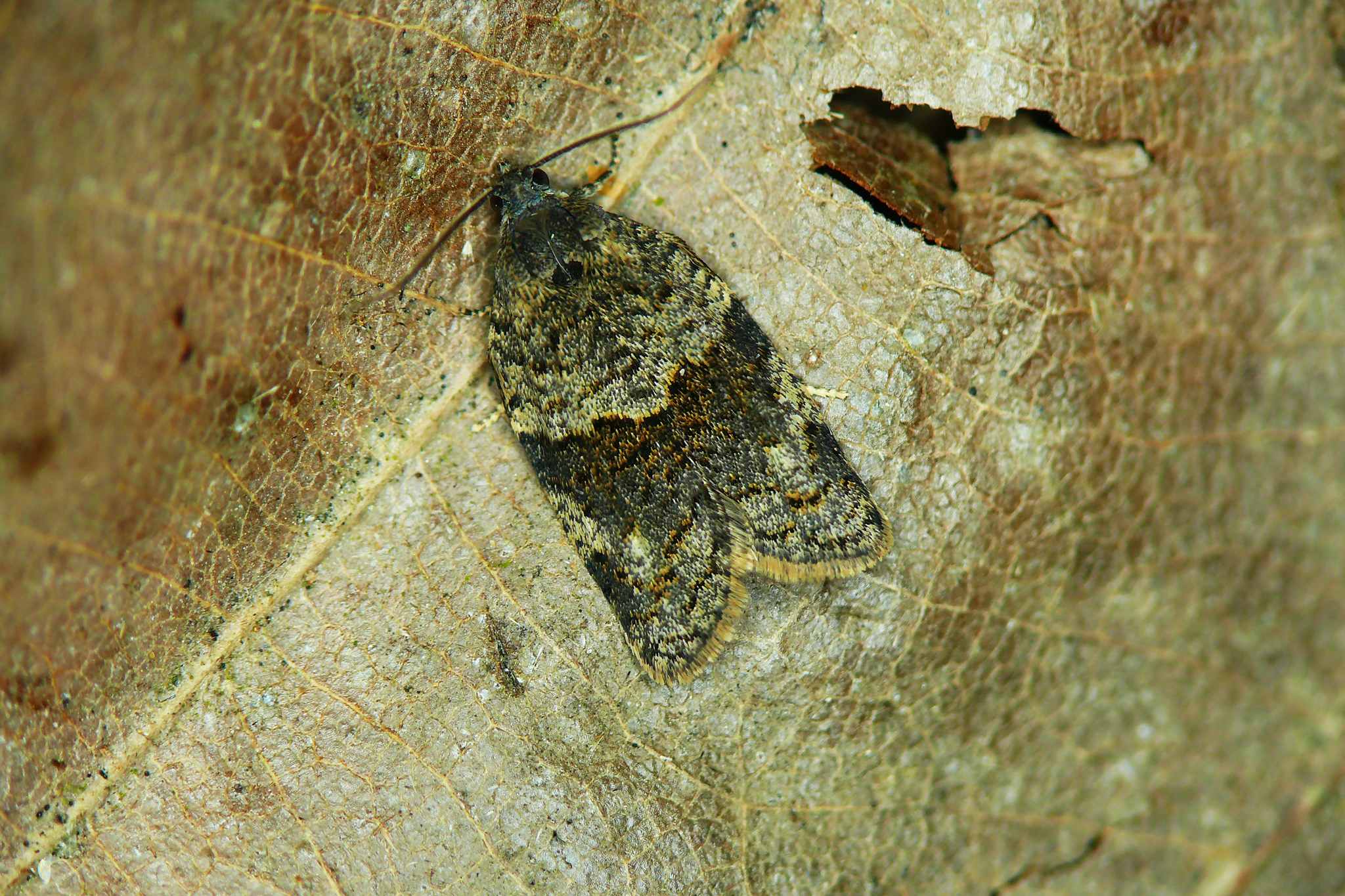 Syndemis musculana