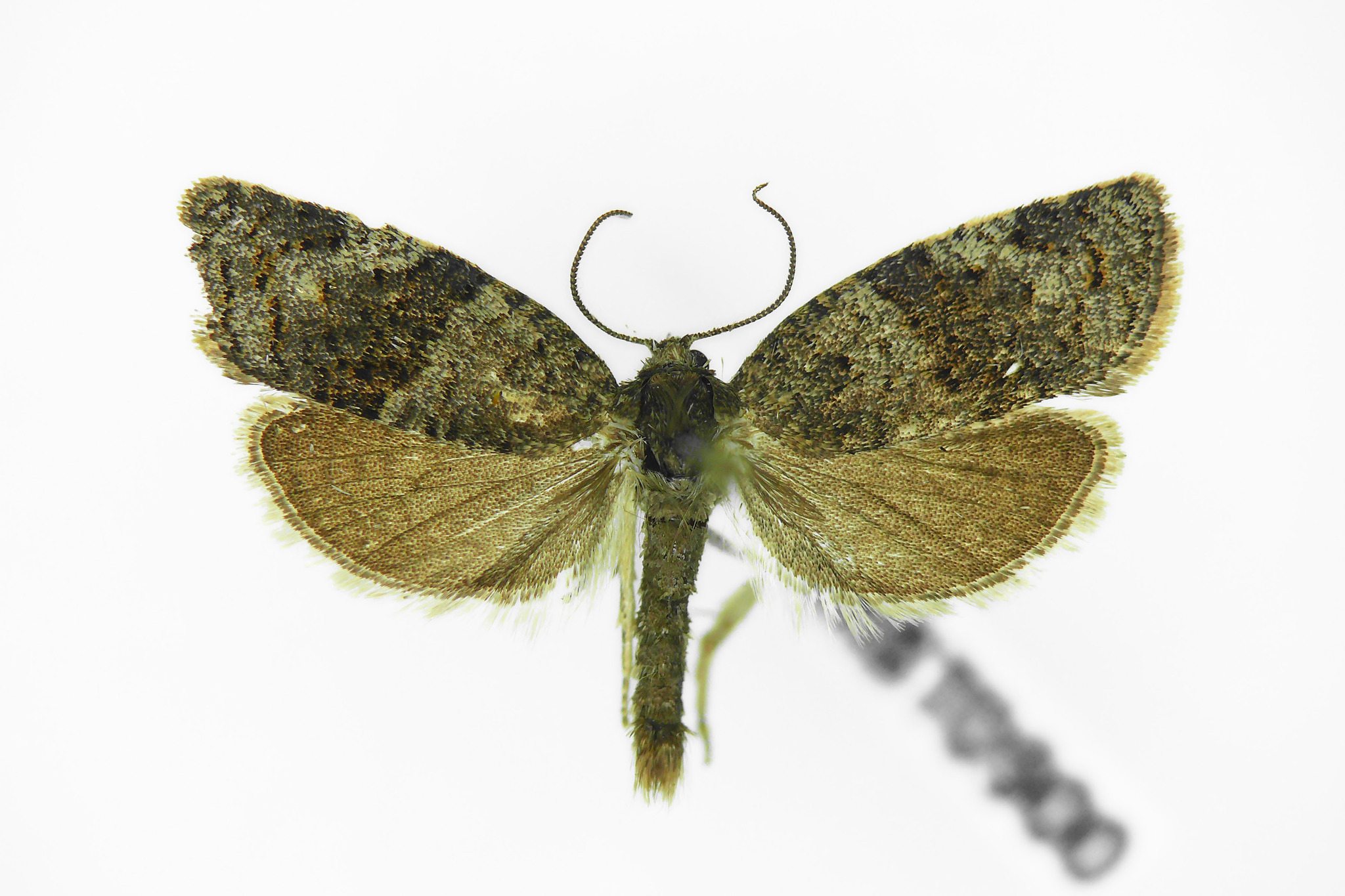 Syndemis musculana