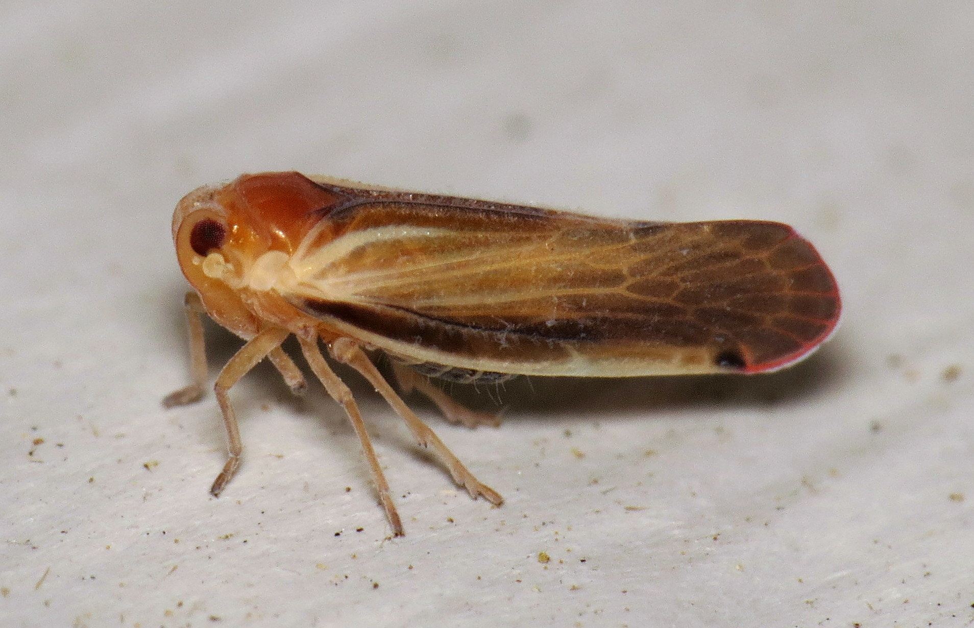 Omolicna