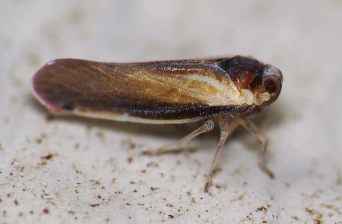 Omolicna