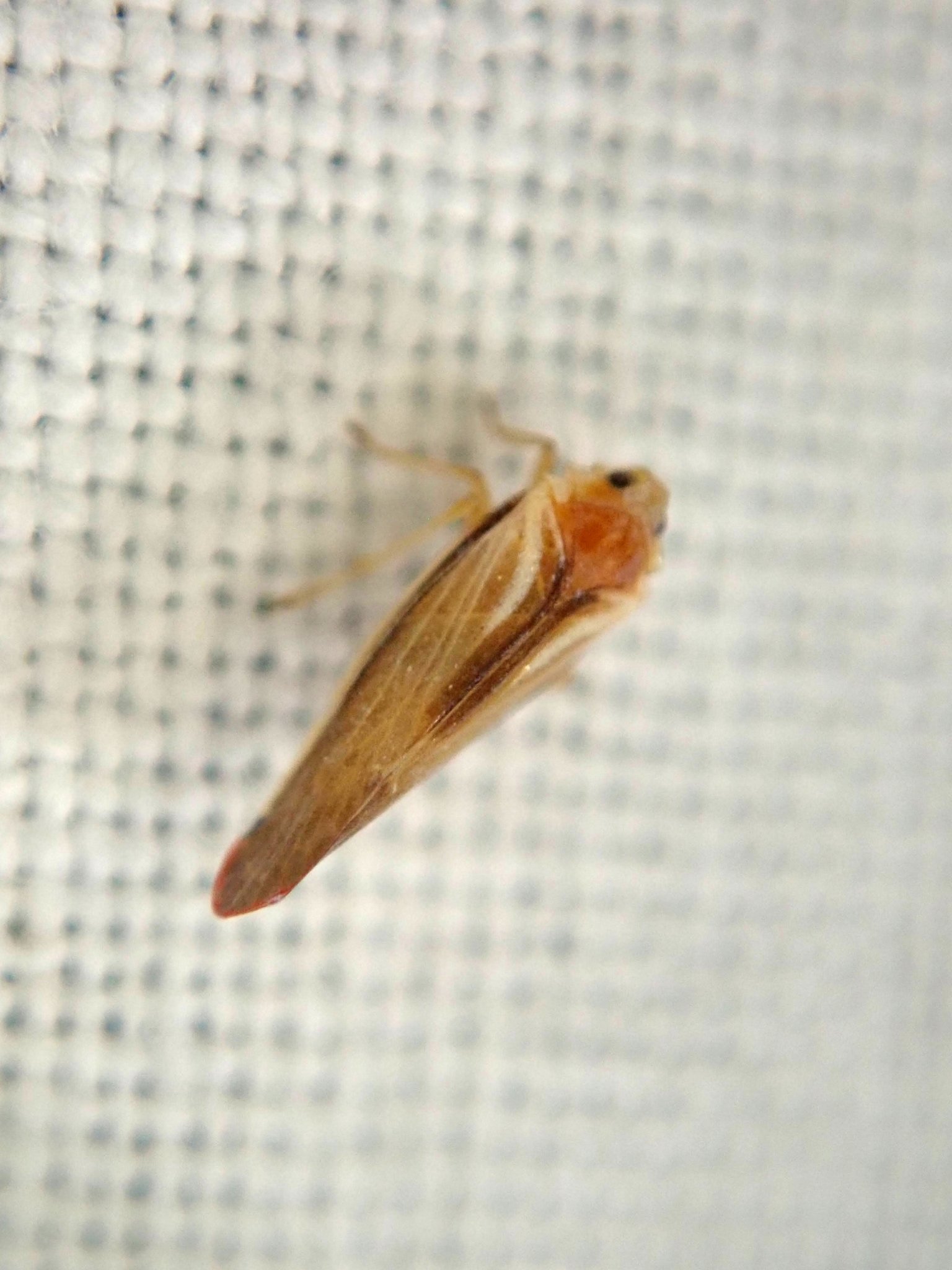 Omolicna