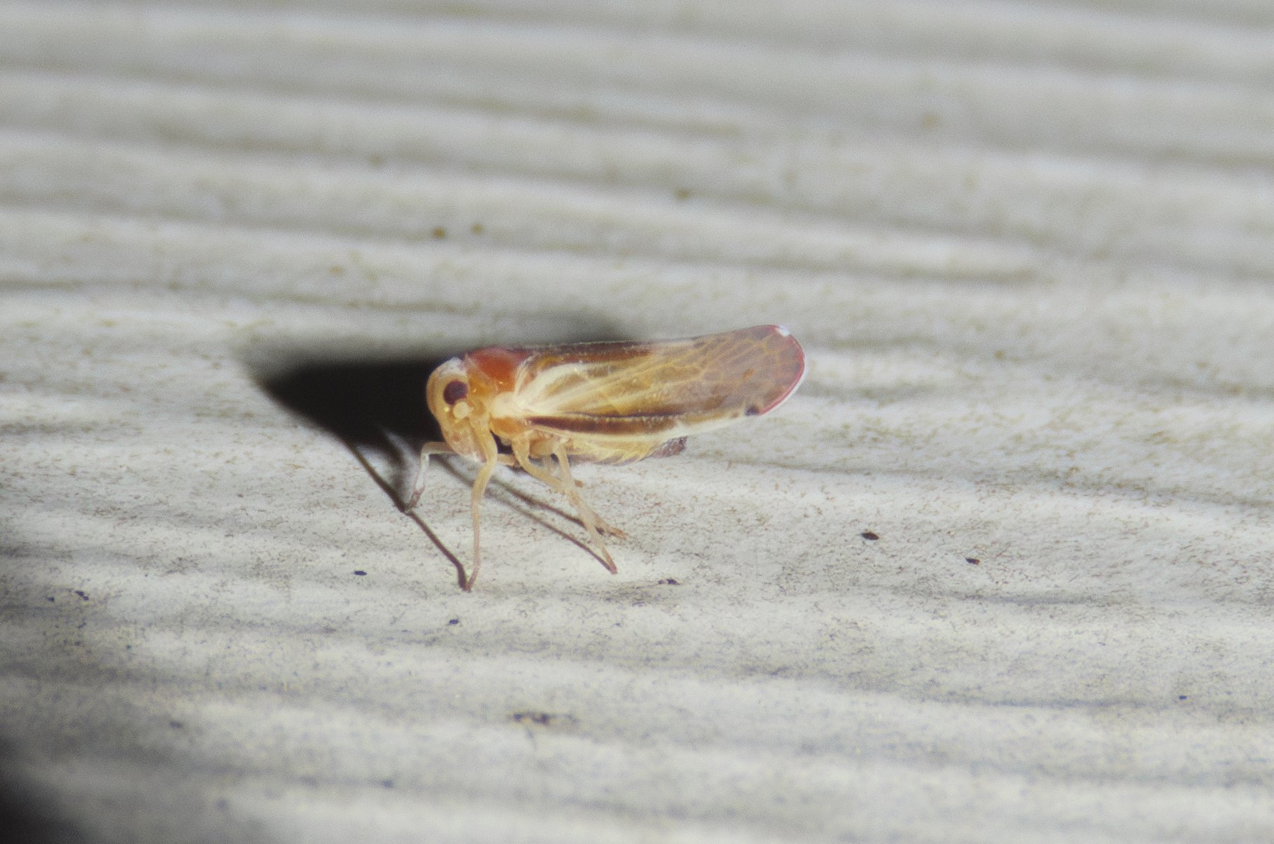 Omolicna