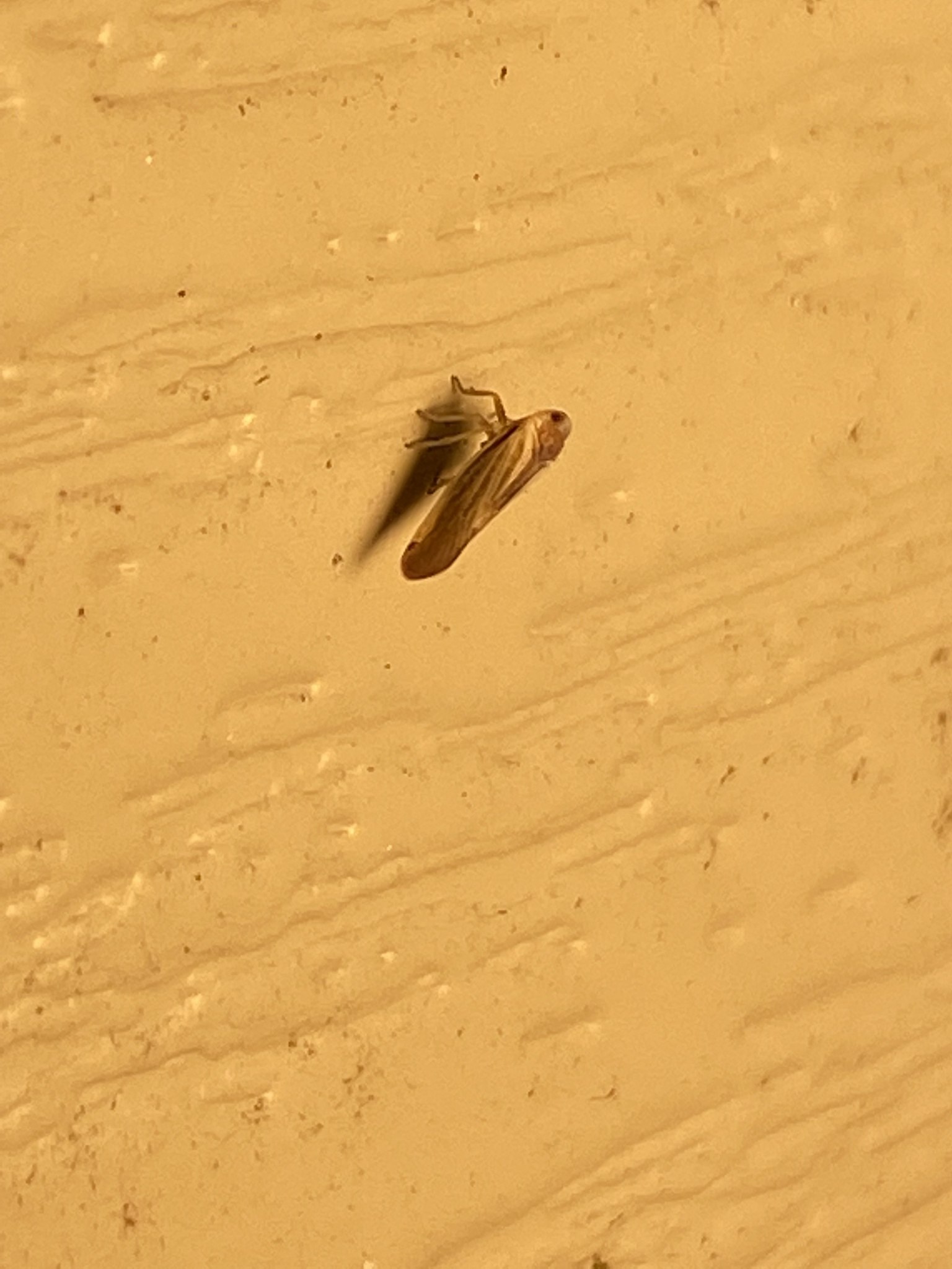 Omolicna