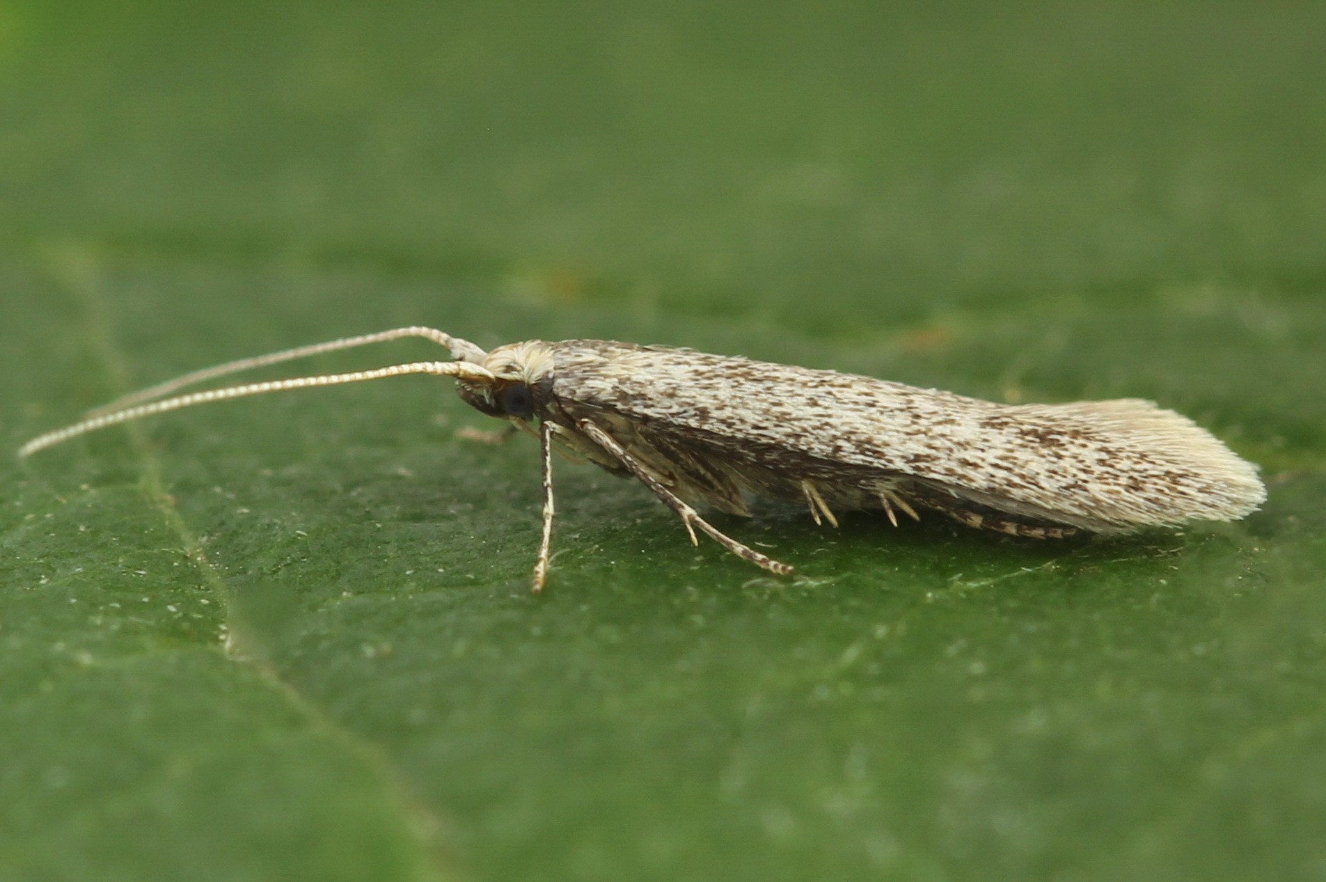 Coleophora hemerobiella