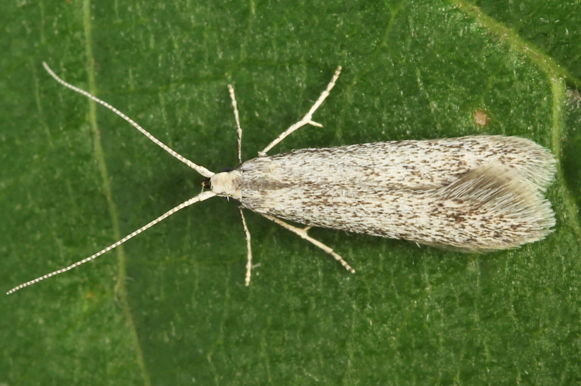 Coleophora hemerobiella