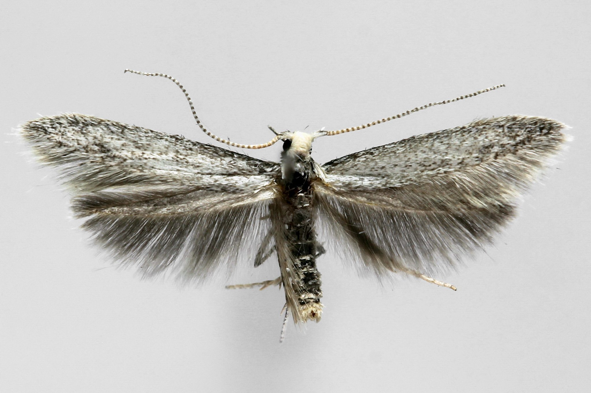 Coleophora hemerobiella