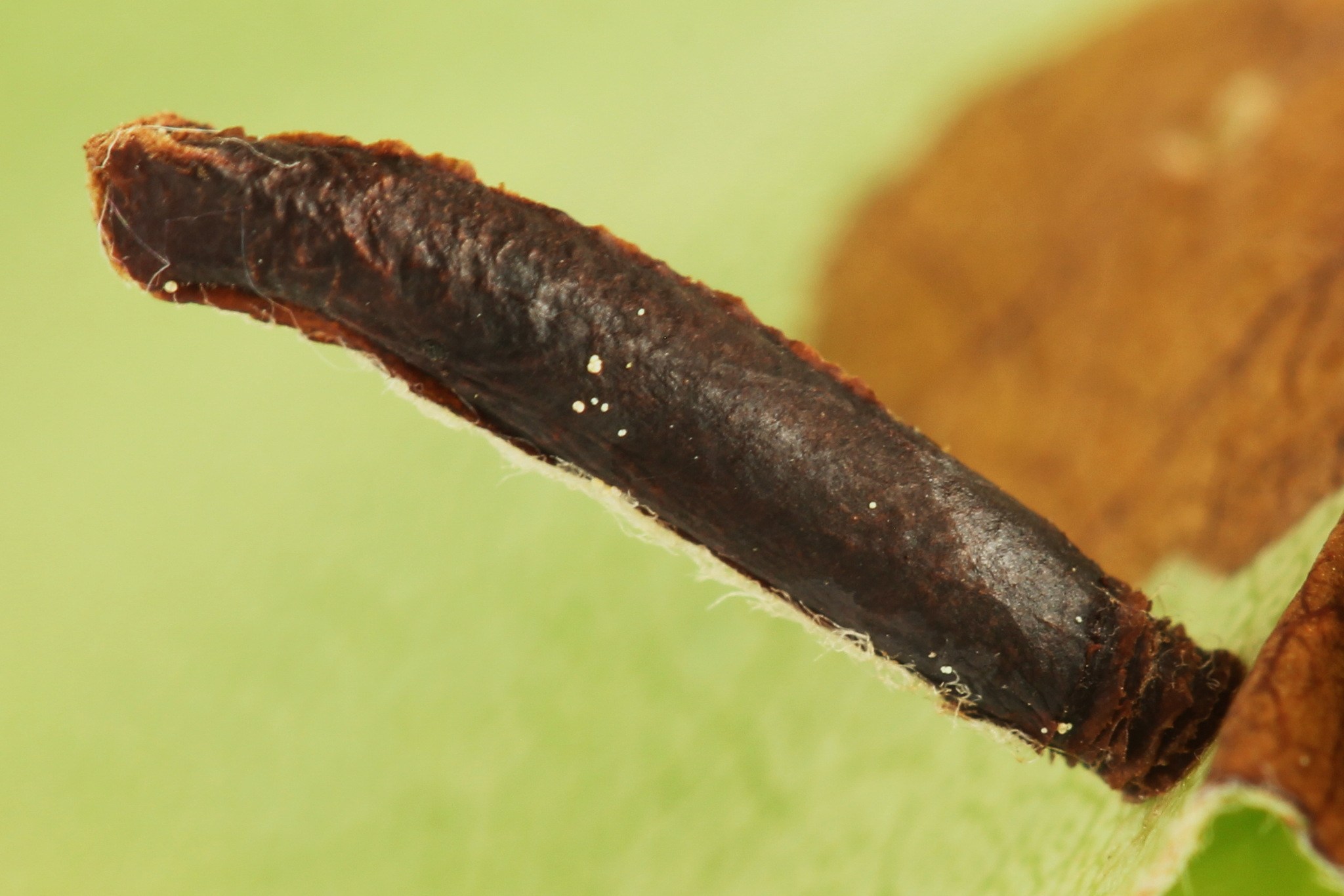 Coleophora hemerobiella