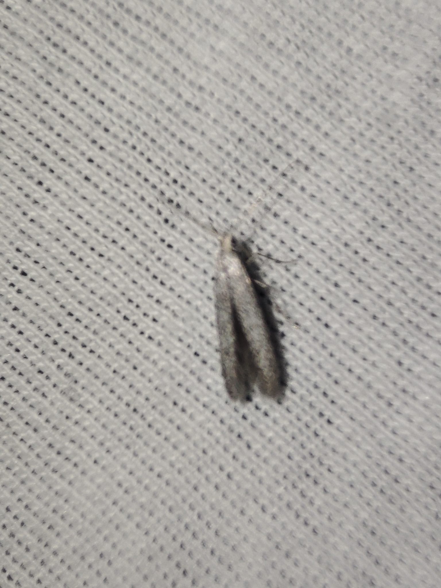 Coleophora hemerobiella