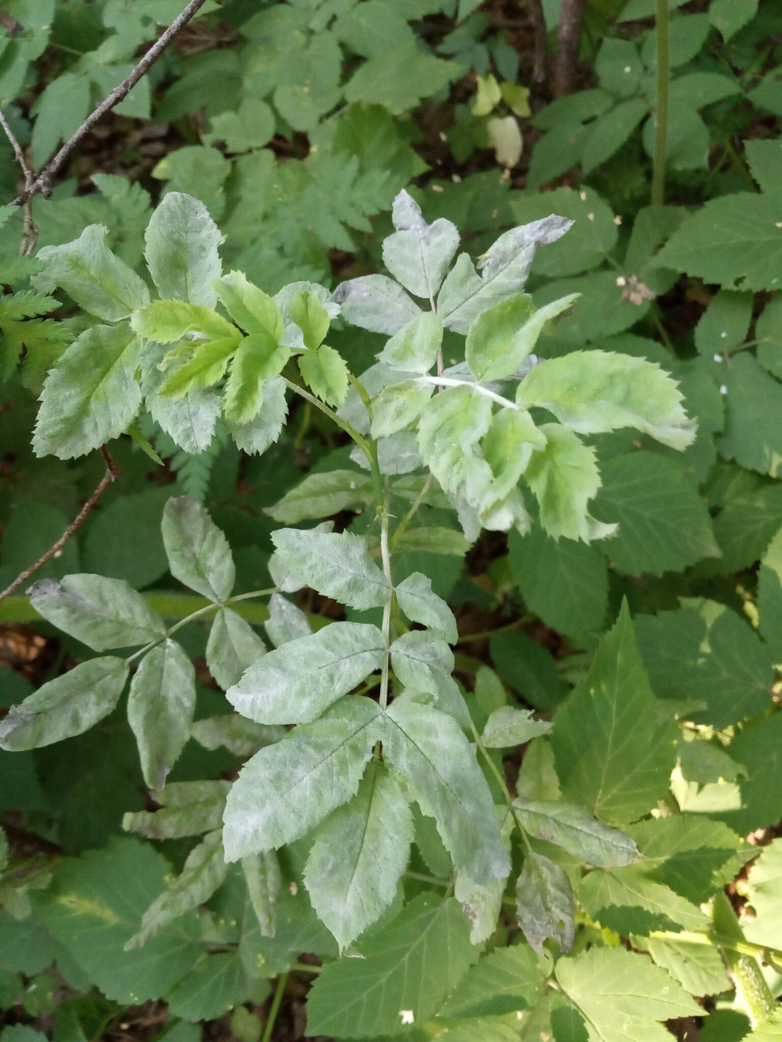 Podosphaera pannosa