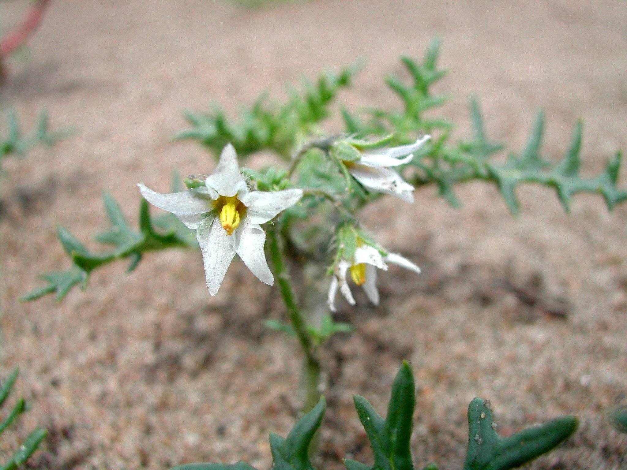 Solanum triflorum
