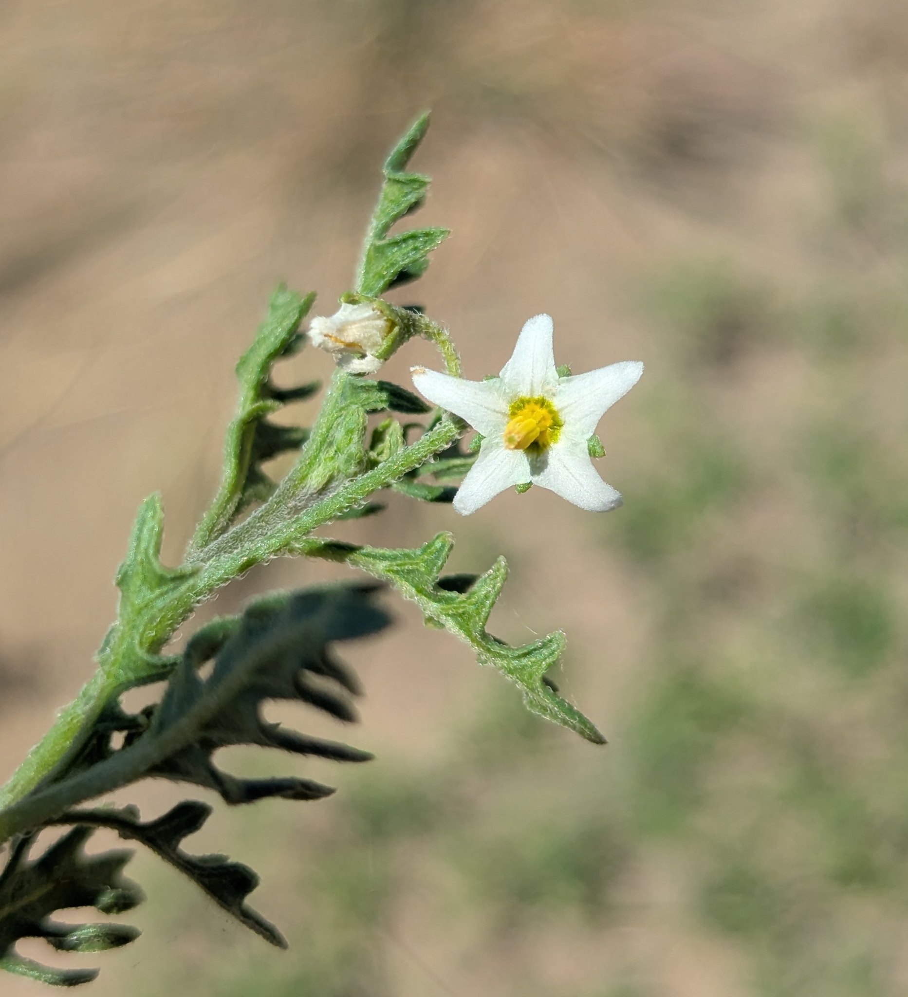 Solanum triflorum