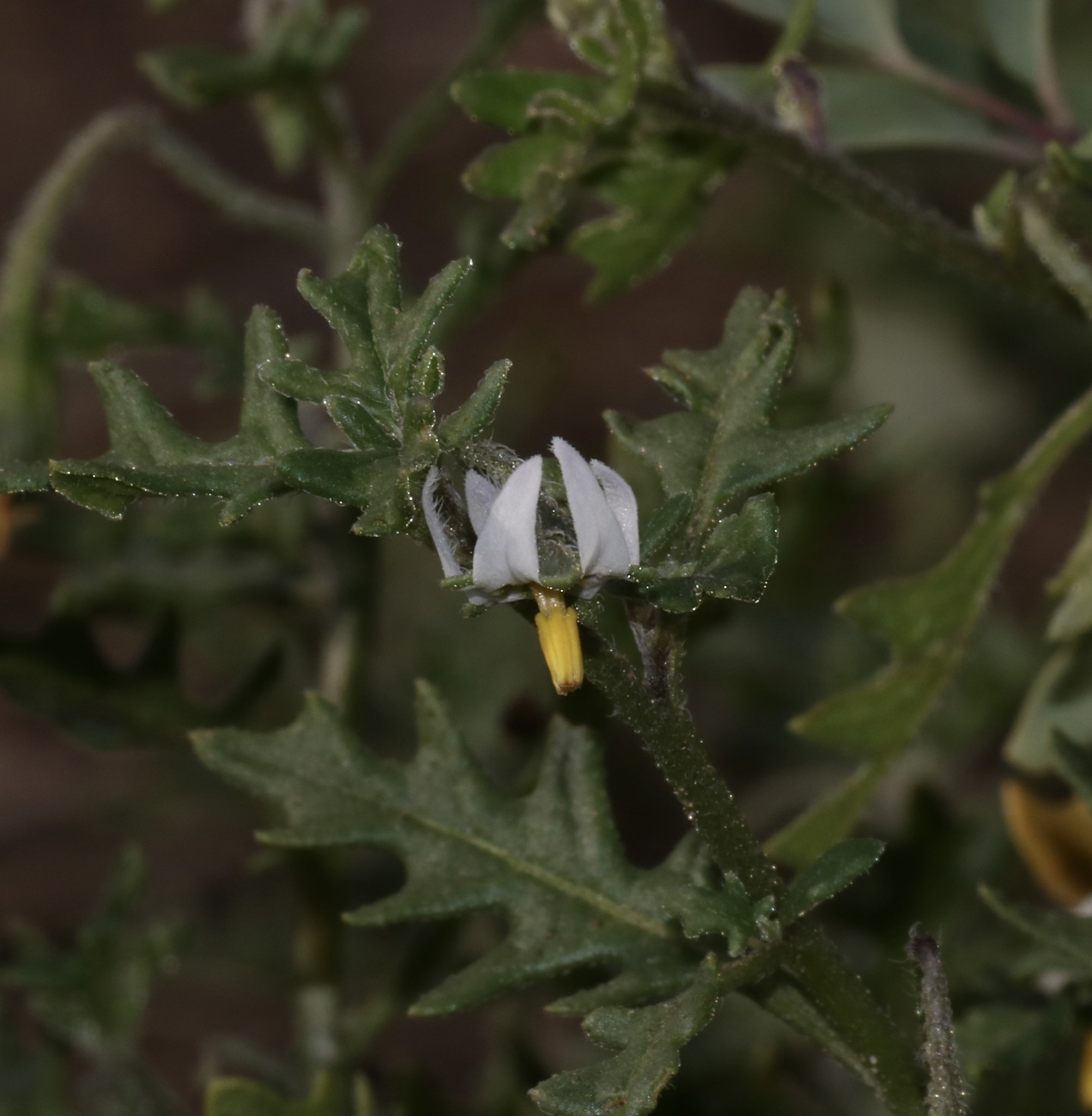 Solanum triflorum
