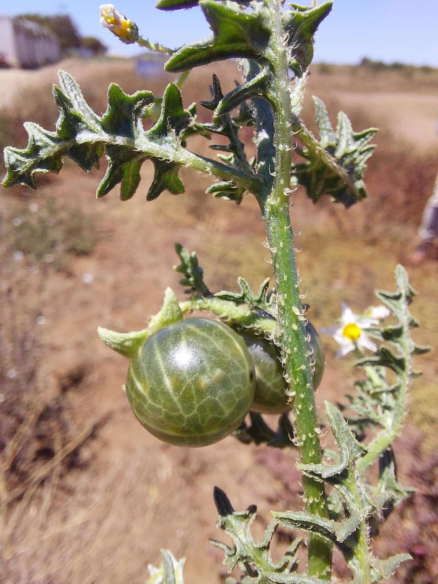 Solanum triflorum