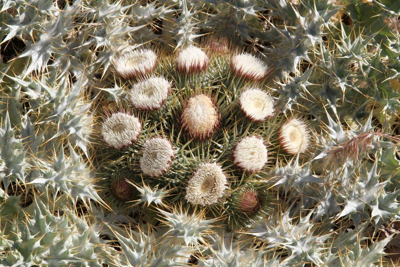 Onopordum acaulon