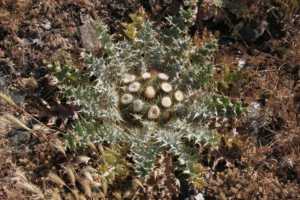 Onopordum acaulon