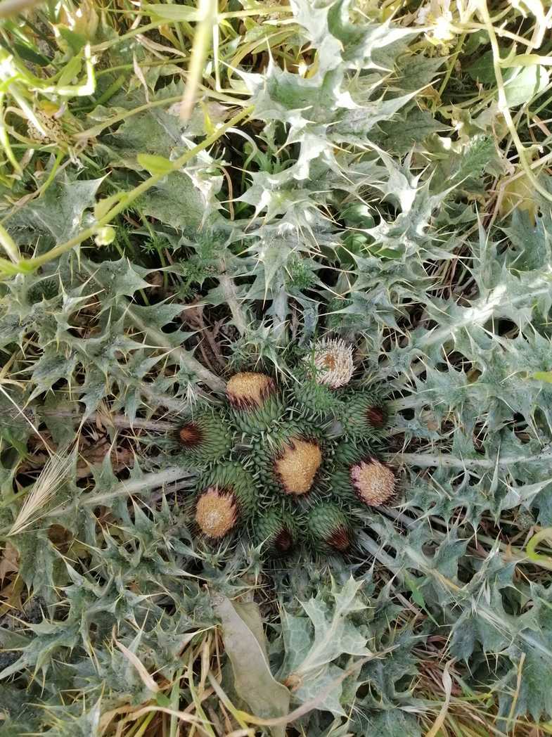 Onopordum acaulon